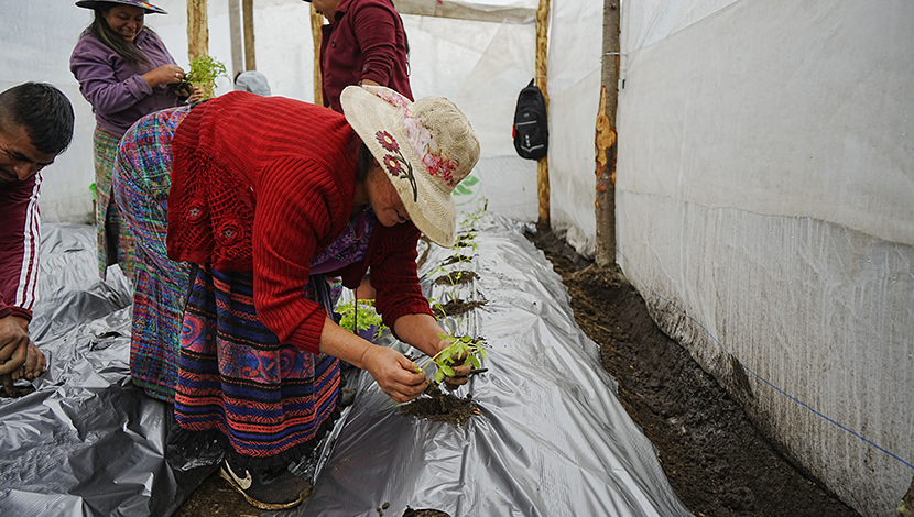Hothouses prove successful on farms in Guatemala