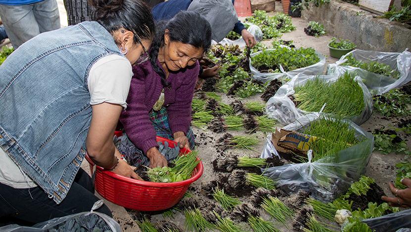 plants called pilones were also distributed for green leafy and delicate vegetables