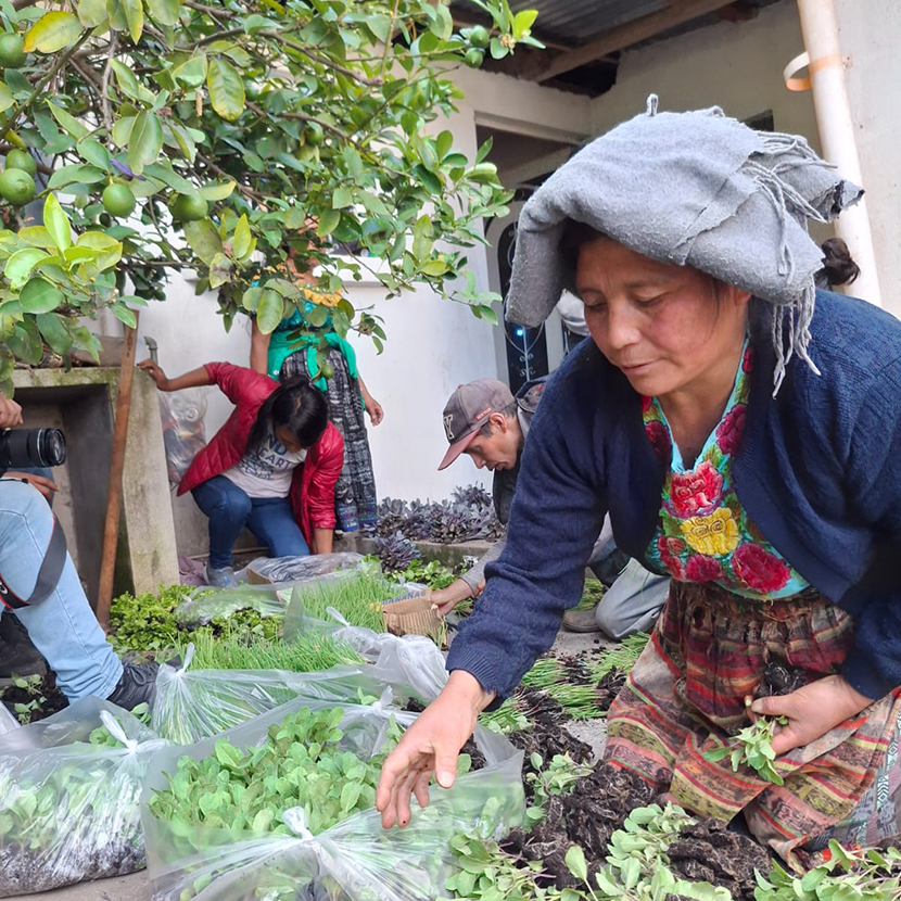Steps to Growing Healthy Vegetables